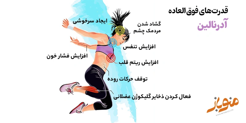 عملکرد آدرنالین در بدن